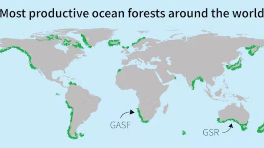 Solo algunos de los bosques submarinos más productivos del mundo, como el Gran Bosque Marino Africano (GASF) y el Gran Arrecife del Sur (GSR), han sido reconocidos y nombrados.