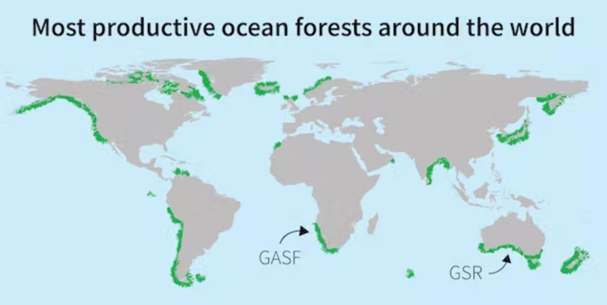 Solo algunos de los bosques submarinos más productivos del mundo, como el Gran Bosque Marino Africano (GASF) y el Gran Arrecife del Sur (GSR), han sido reconocidos y nombrados.