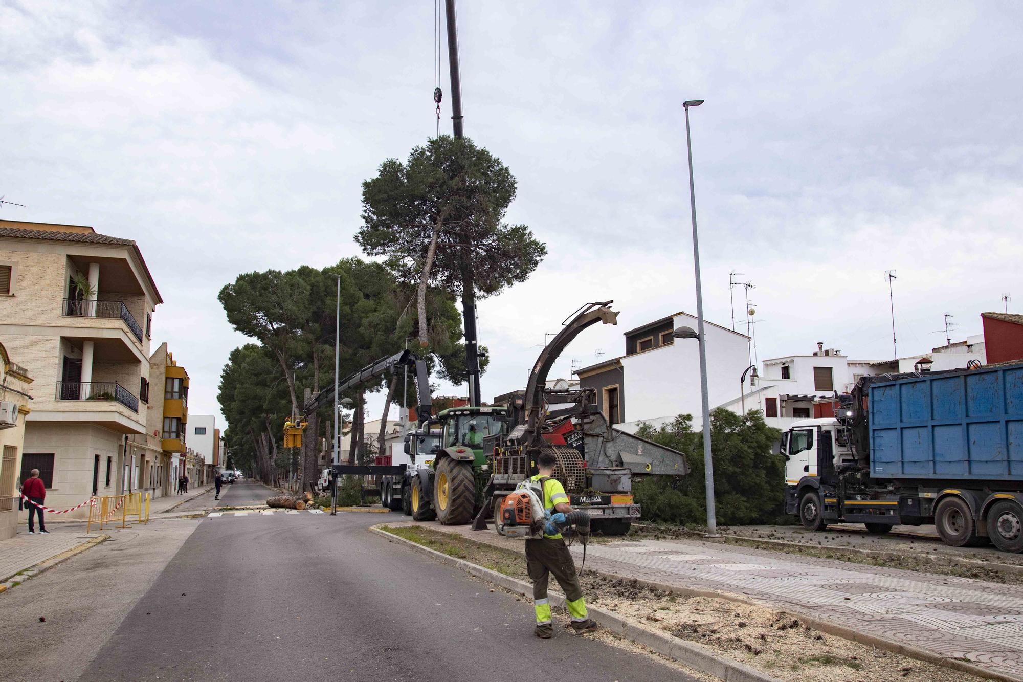 Empieza la tala de los pinos de la Gran Vía