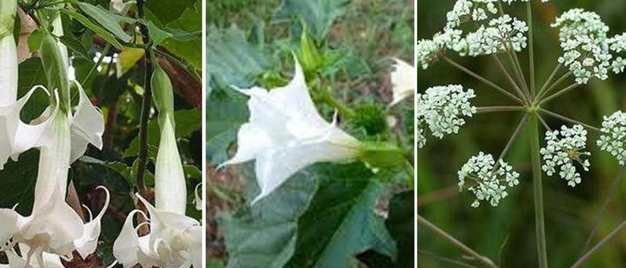 Algunas de las plantas peligrosas comunes en Asturias.