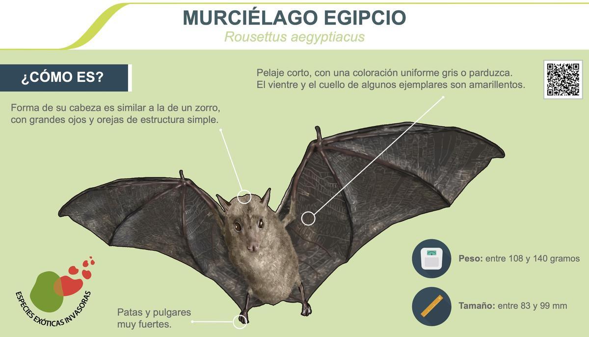 Características del murciélago de la fruta egipcio.