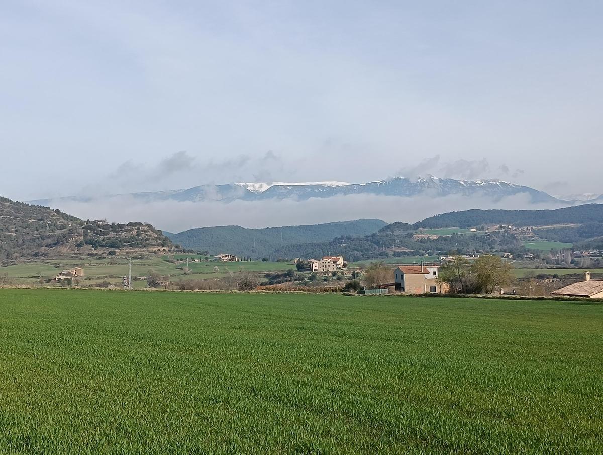 El verd del cereal ja despunta al Vinyet de Solsona El verd del cereal ja despunta al Vinyet de Solsona