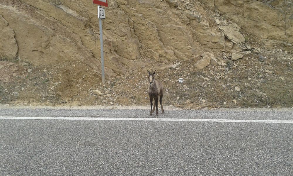 Indecís. El petit cabirol ha baixat de la muntanya, s’ha trobat de cop a la carretera i no sap pas cap on tirar.