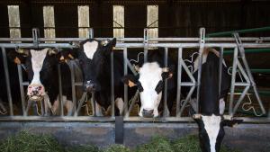 Catalunya eliminarà impostos als ramaders afectats per crisis sanitàries i que no puguin treure els animals de la granja