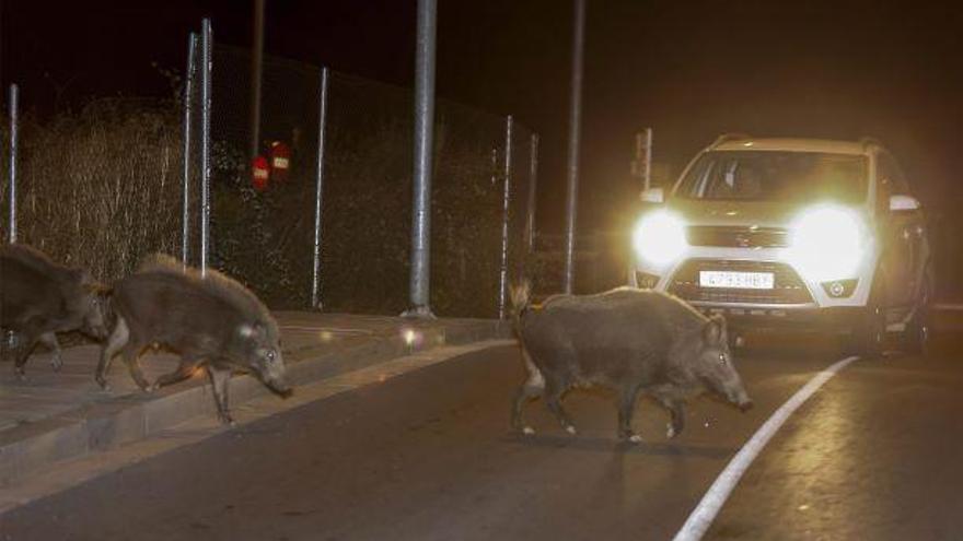 El campo, de batalla