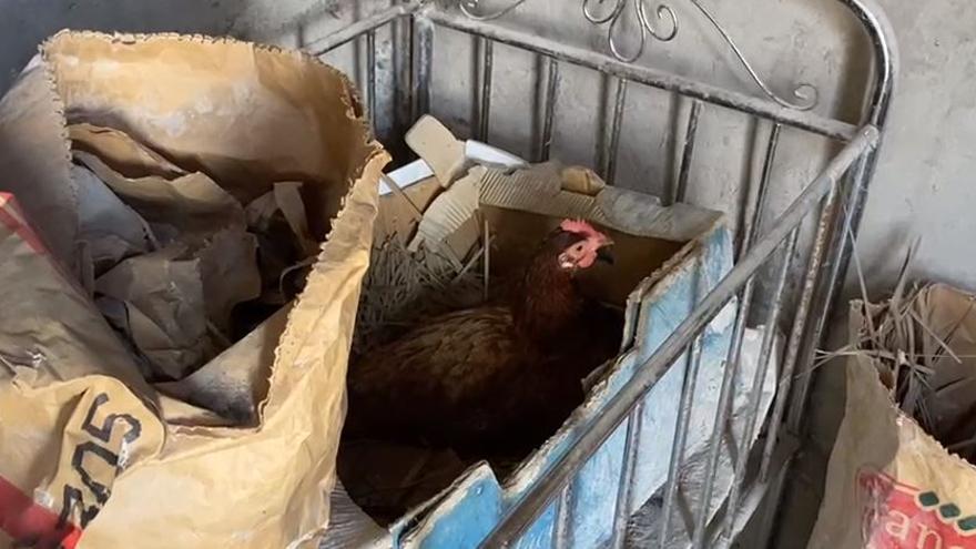 Una de las gallinas que está siendo alimentada por Bomberos de Gran Canaria en la zona afectada por el volcán de La Palma.