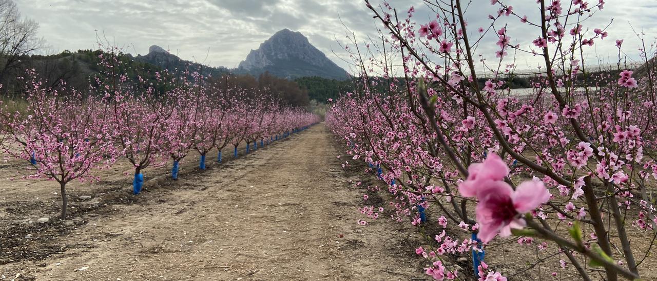 Cultivos de melocotón en plena floración, en Cieza