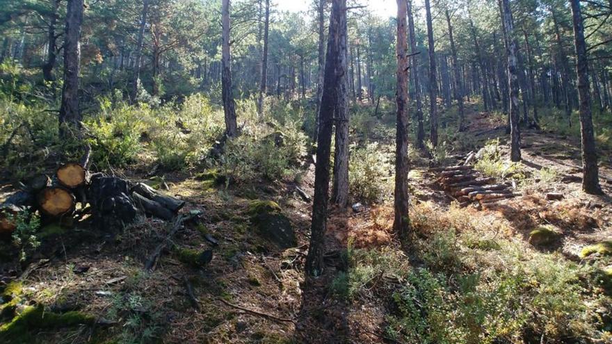 La Seu fa una aclarida forestal al bosc de la finca pública de les Moreres