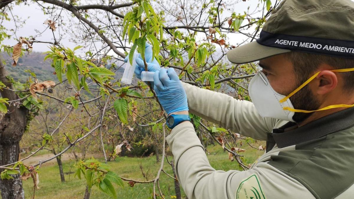 Un agente medioambiental aplica la suelta del Torymus en un ejemplar de castaño.