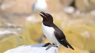 Misteriosa llegada masiva de 'pájaros pingüino' al Mediterráneo