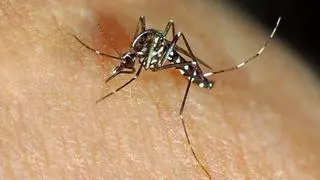 Máxima alerta por el aumento de enfermedades transmitidas por mosquitos este verano