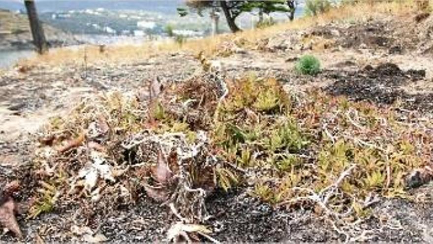 Restes d&#039;aquesta planta en un dels punts on s&#039;ha actuat per eradicar-la.