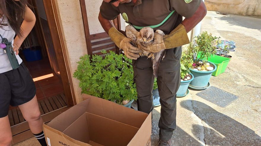 Rescate de un águila en Vega de Villalobos