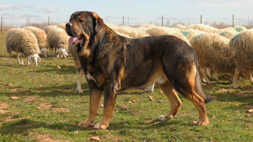Estas son las razas de perro españolas más populares