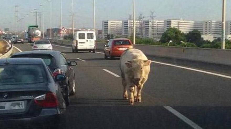 Una vaca escapa de un camión y obliga a cortar al tráfico en la V-30