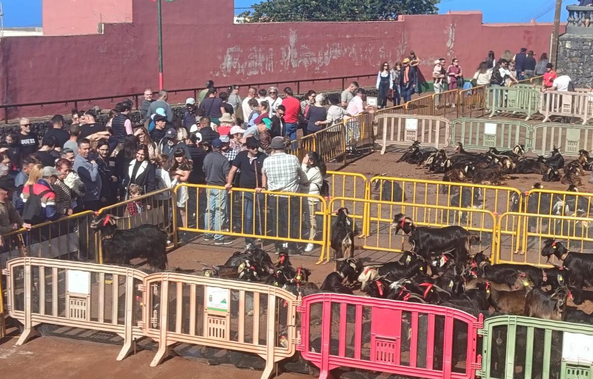 Feria del Ganado en La Matanza en el día grande de San Antonio Abad