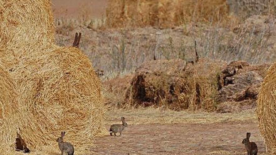 Los conejos corren entre los rollos de paja de una explotación de Tierra de Campos.