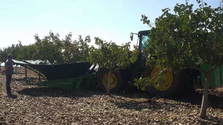 Un hombre observa los trabajos de recolección de pistachos en una parcela cultivada de Toro.