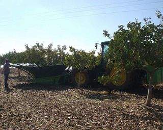 Una treintena de productores impulsa la nueva cooperativa Pistachos NaturDuero
