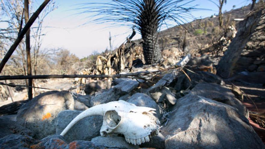 Junto a la puerta, huesos de animales, un pequeño huerto y la huella del fuego en las palmeras.