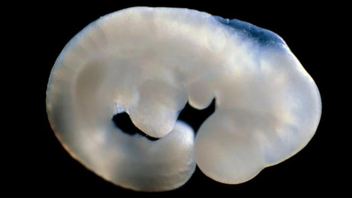 Una sola modificación del ADN puede hacer que las ratonas desarrollen testículos