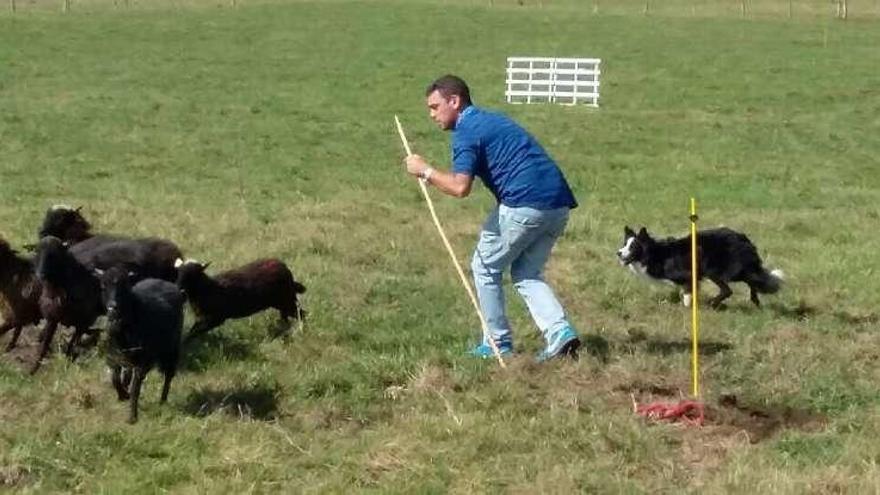 Un momento de la prueba de perros pastor en el monte Cayón.