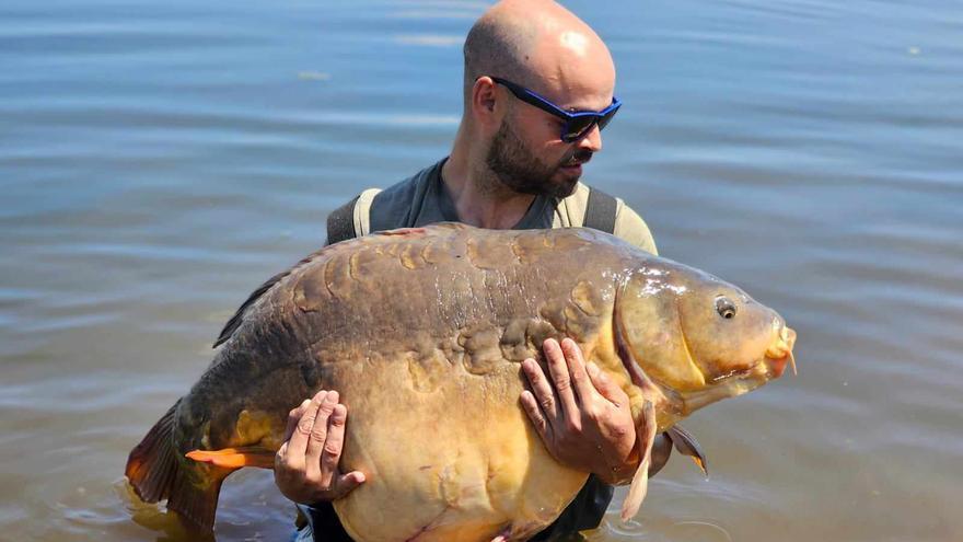 Badajoz descubre a &#039;Moby Dick&#039;: una de las mayores carpas de España, de 34 kilos