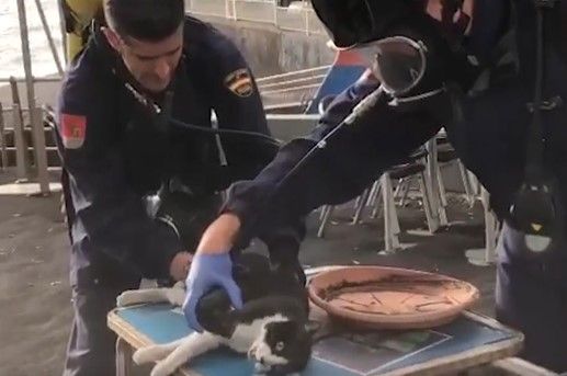 Gato reanimado por la policía tras asfixiarse con los gases del volcán de La Palma