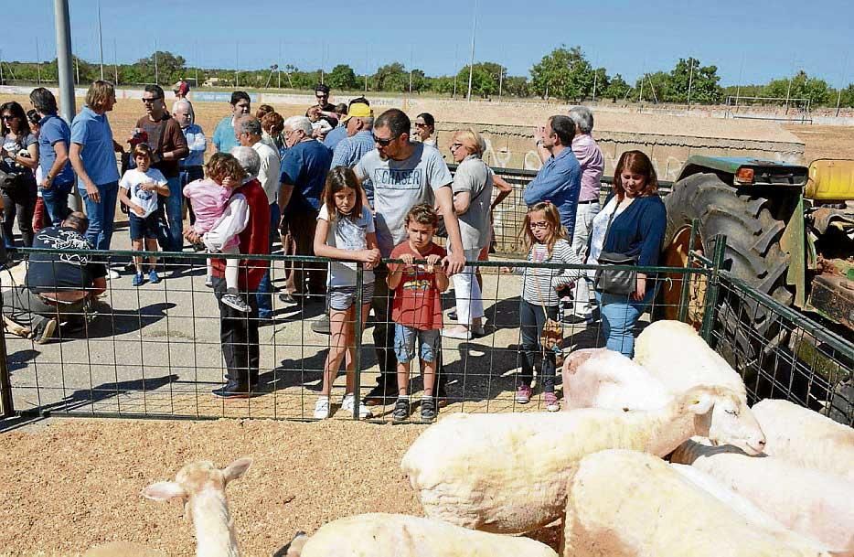 El esquilado de ovejas más festivo