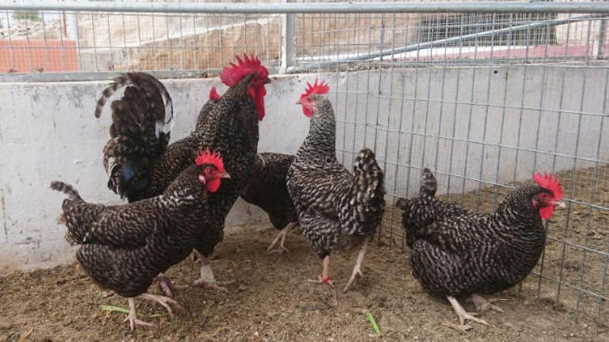 Ejemplares de la raza autóctona de gallina canaria.