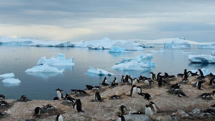 Pingüins: dobles víctimes dels humans