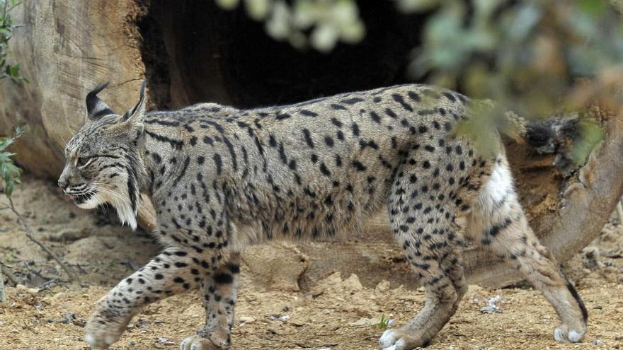 Ejemplar de lince ibérico.