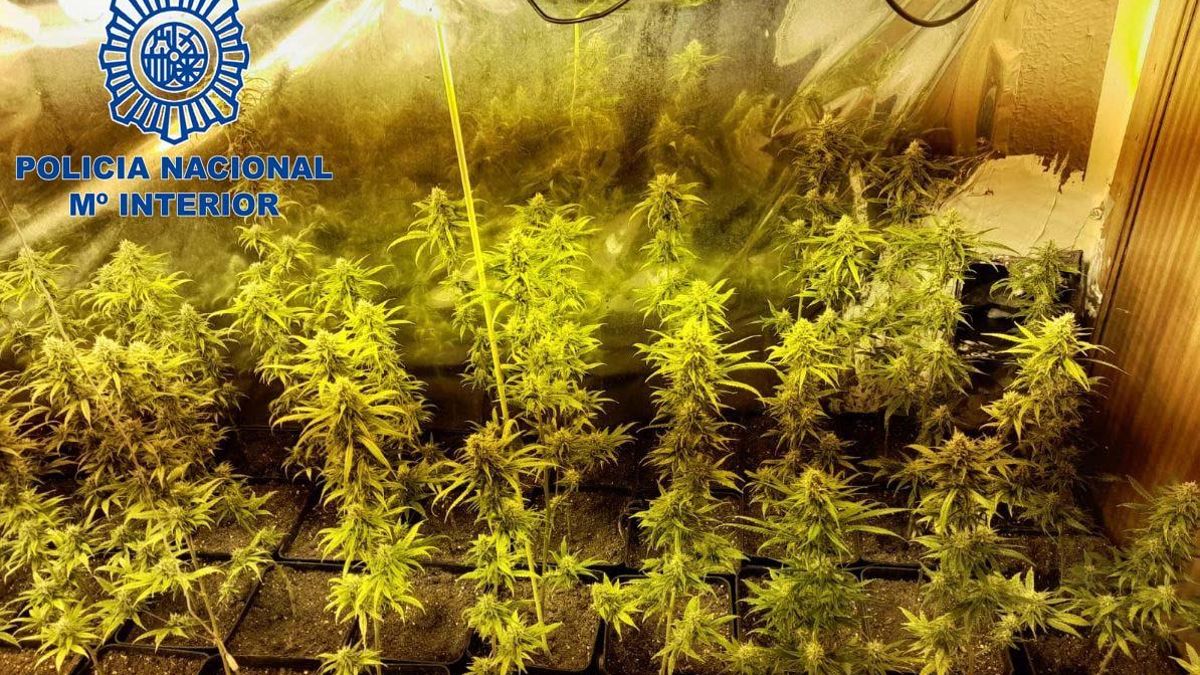 Una imagen de una de las plantaciones que ha sido desmantelada.
