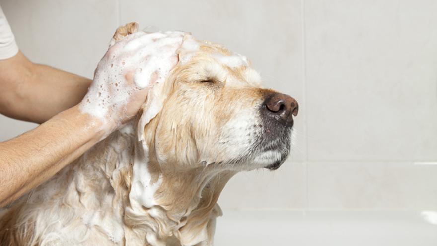 Cada cuánto tengo que lavar a mi perro? - El Día
