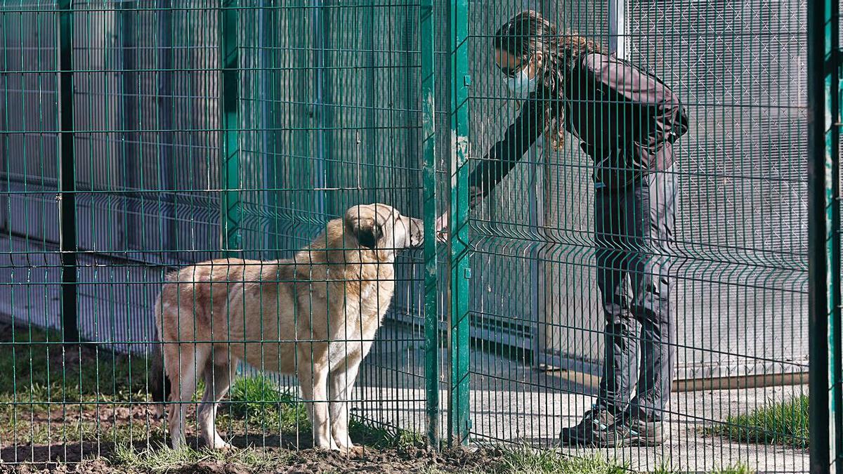 Una voluntaria, con uno de los perros del albergue de animales. | Luisma Murias