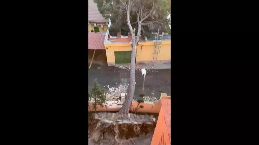 Cae un pino de 30 metros en Torrent por el viento