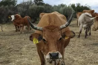 La DGA pide a Madrid un protocolo ante la enfermedad hemorrágica que afecta a las vacas