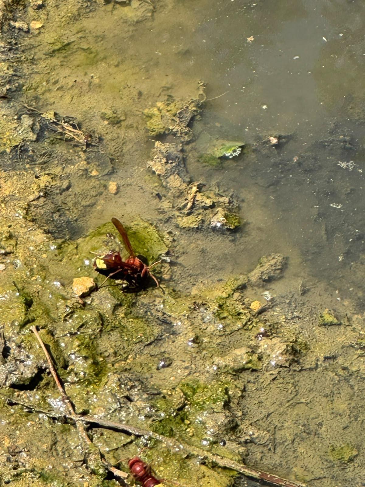 Una avispa asiática en el Parque de María Luisa de Sevilla