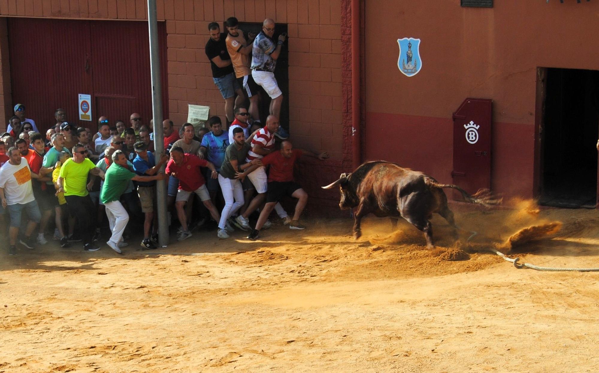 Así ha sido la carrera del torito Espléndido en Benavente