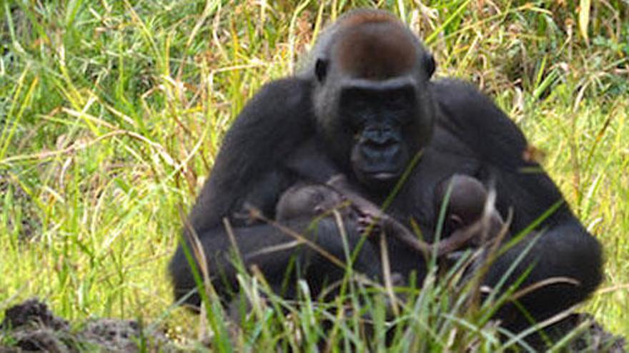 Unos gemelos gorilas, la esperanza para su especie