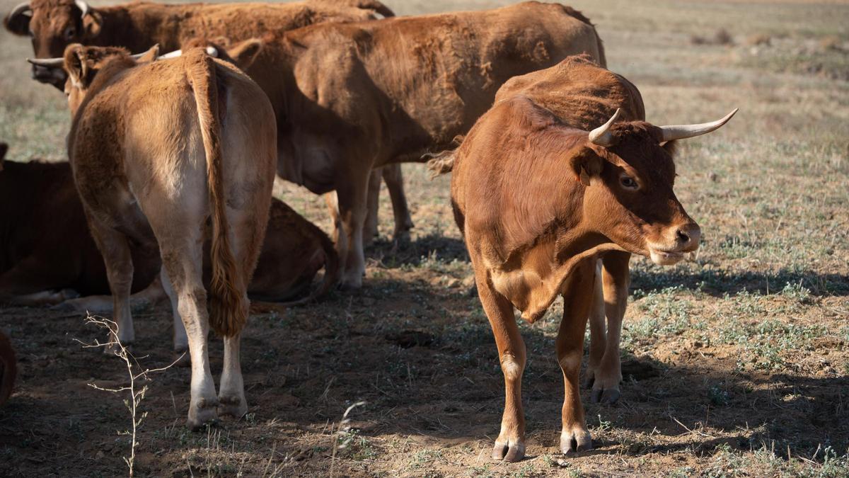 Explotación de vacas afectada por la EHE en la provincia