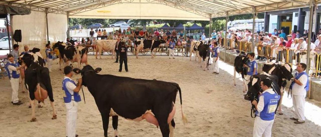 Concurso de vacas frisonas en la edición de Feiradeza del año pasado. Bernabé/Gutier