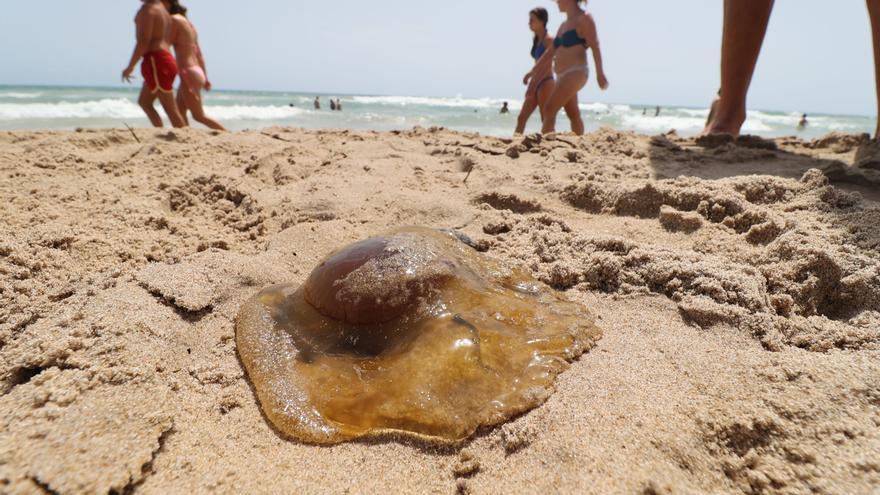 Las medusas huevo frito empiezan a llegar a El Campello