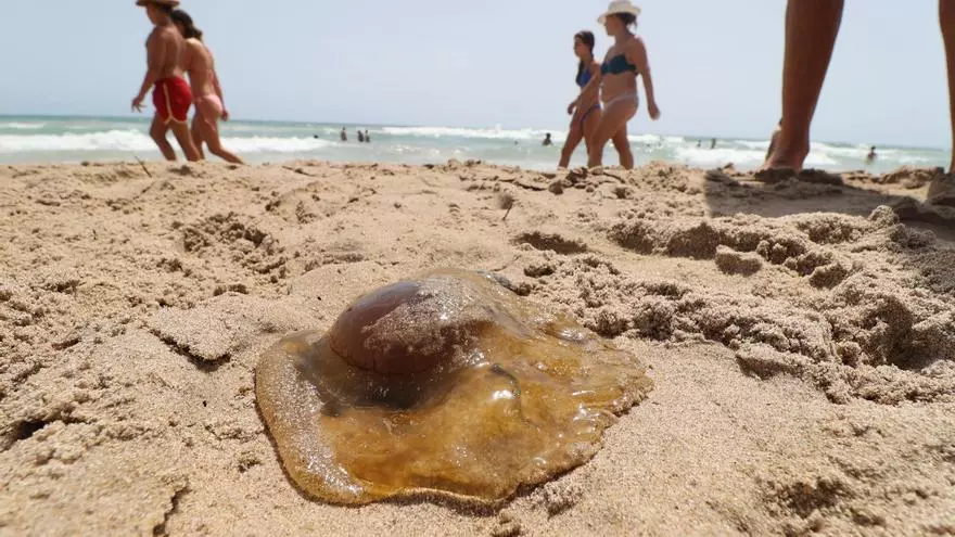 Las medusas "huevo frito" empiezan a llegar a El Campello