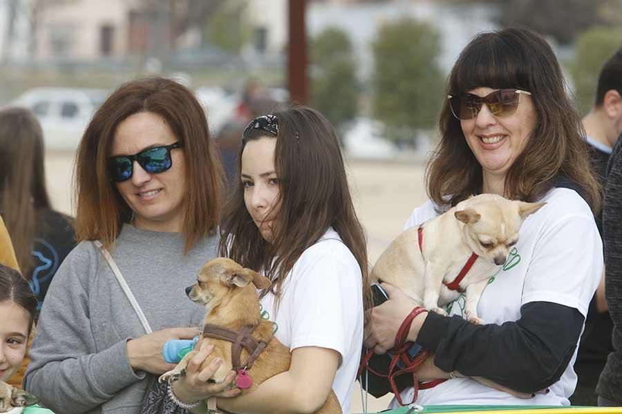 Una día muy perruno en la Canicross de Córdoba