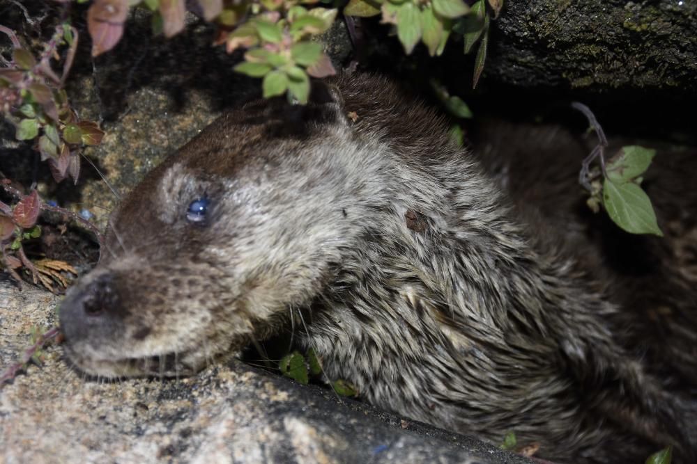 SOS por una nutria en Vigo