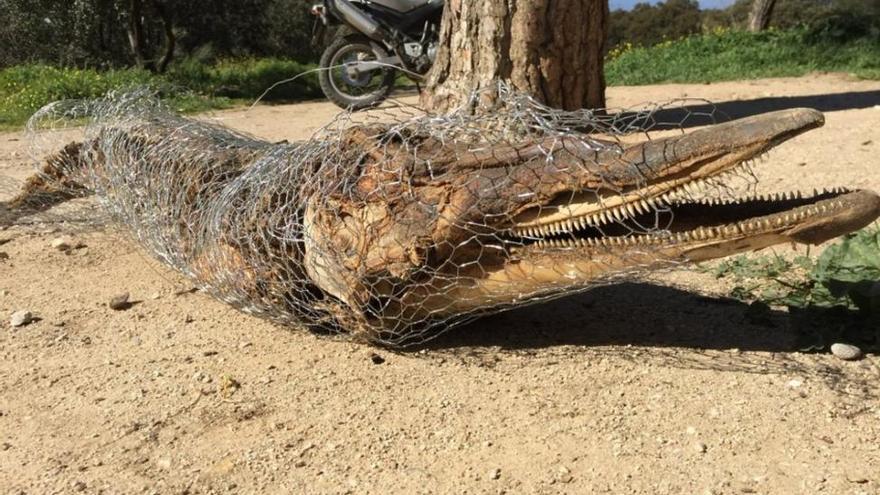 El delfín de la Casa de Campo está momificado y lleva mucho tiempo muerto