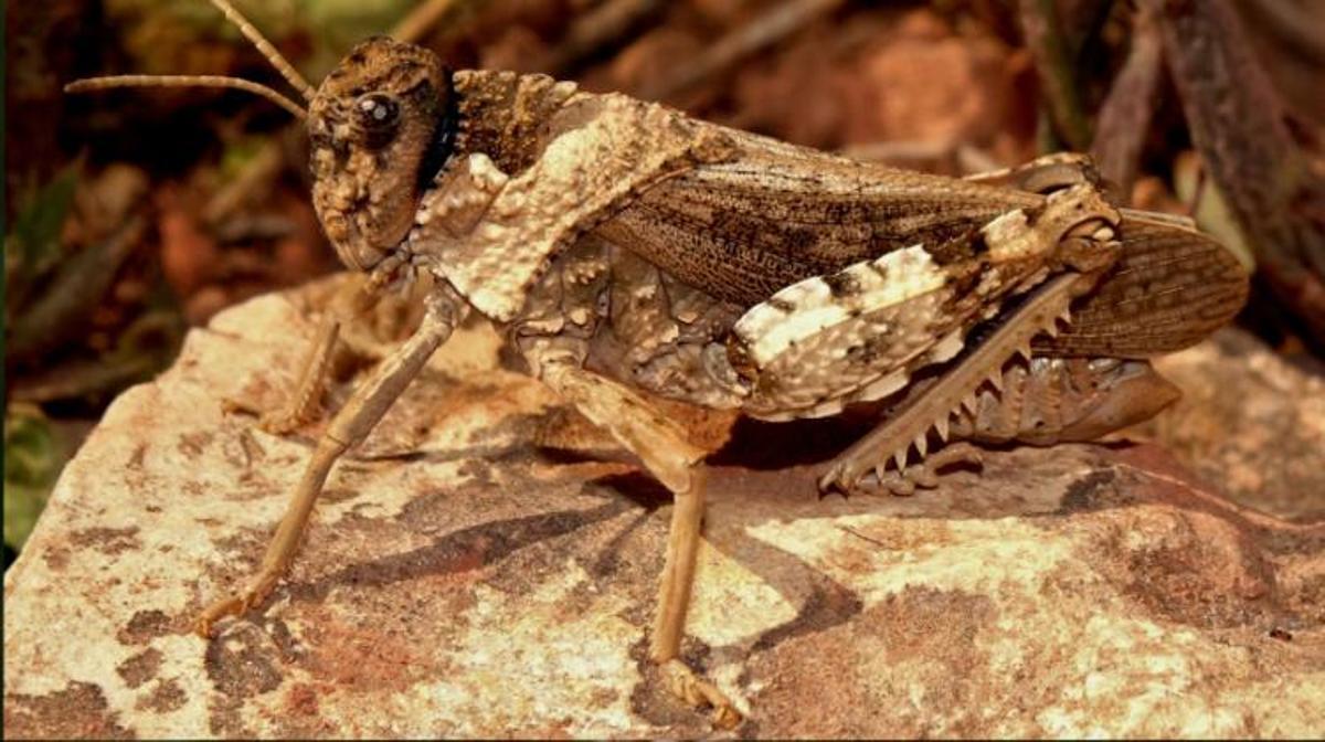 Un ejemplar de 'Prionotropis flexuosa'.