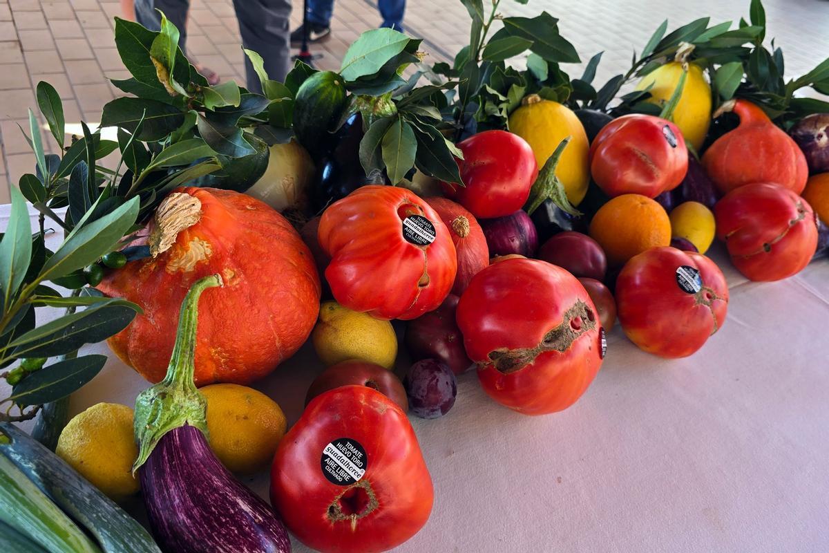 La campaña de Tomate Huevo de Toro se presenta con una perspectiva de 1,5 millones de kilos de tomates.