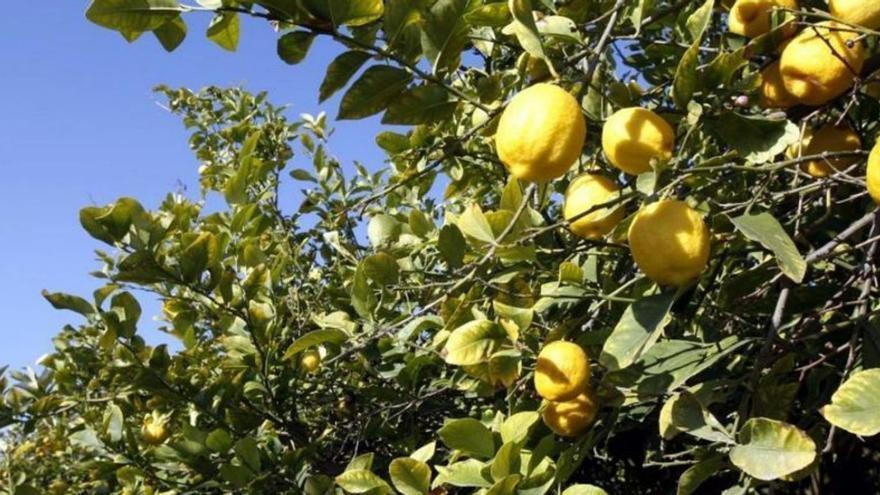 Ocho meses del Trasvase a la basura por los limones sin recoger de la Región de Murcia